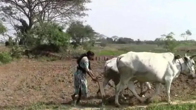 ପାଠ ପଢ଼ିବା ବୟସରେ ହାତରେ ଧରିଛନ୍ତି ହଳ ଲଙ୍ଗଳ