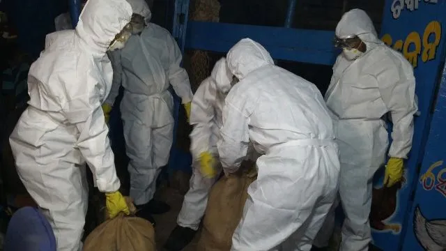 ପାରାଦୀପ୍‌ରେ ବାର୍ଡ ଫ୍ଲୁ : ପୋତାହେଲା ୫୦୧ କୁକୁଡ଼ା