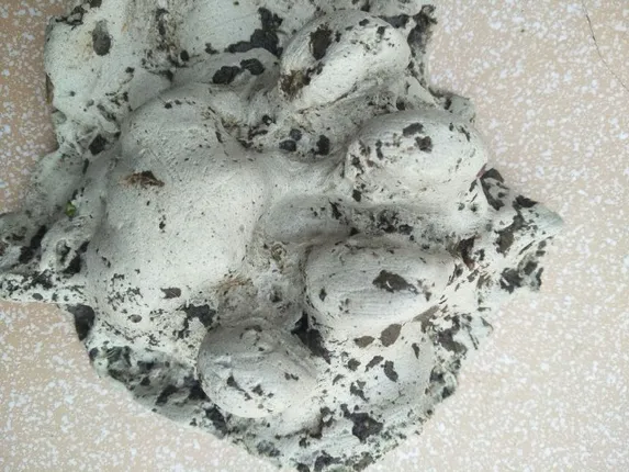 ବାରପାହାଡ଼ ଓ ଡେବି୍ରଗଡ଼ରେ ବାଘର ପାଦଚିହ୍ନ