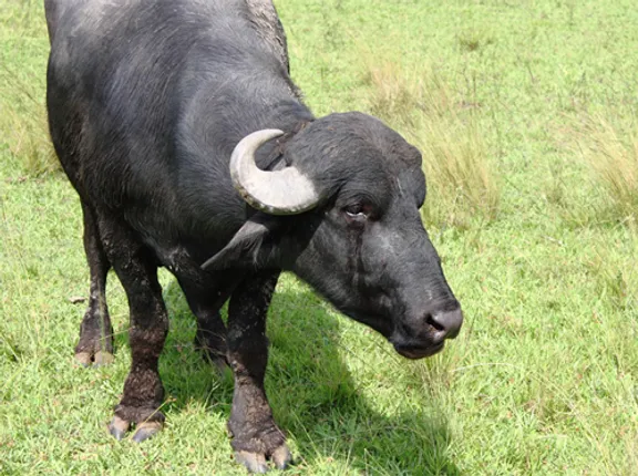 ମଇଁଷି ଚୋରି ଅଭିଯୋଗରେ ୨ ଗିରଫ