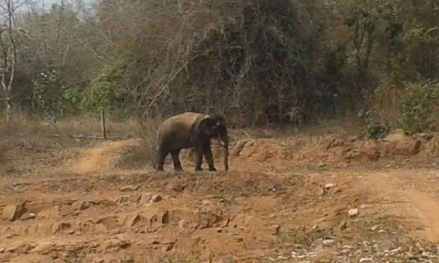 ଜାରିଆ ଜଙ୍ଗଲରେ ଏକା ଏକା ଦନ୍ତା