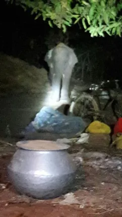 ଦନ୍ତା ଲୁଟି ନେଲା ଧାନବସ୍ତା