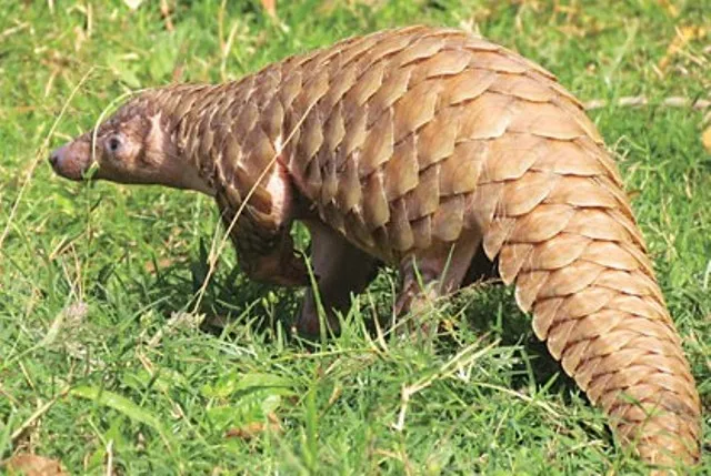 ନନ୍ଦନକାନନରେ ‘ବିଶ୍ୱ ବଜ୍ରକାପ୍ତା ଦିବସ’