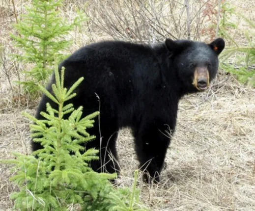 ଗଛ ଉପରୁ ଲମ୍ଫ ମାରିଲା ଭାଲୁ : ଆକ୍ରମଣରେ ଲହୁଲୁହାଣ ହେଲେ ବୃଦ୍ଧ