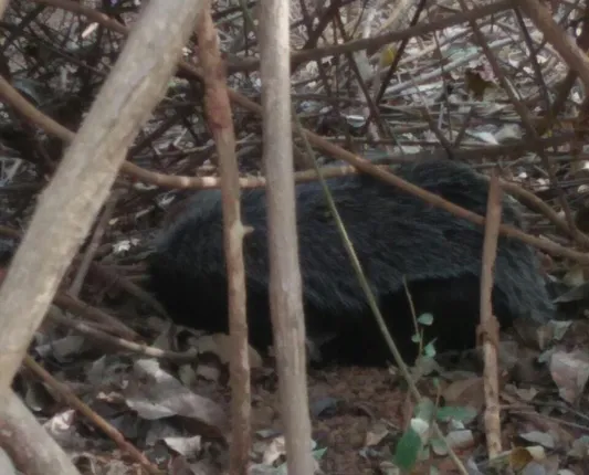 ୩୦ଫୁଟ କୂଅରୁ ଛୁଆ ଭାଲୁ ଉଦ୍ଧାର