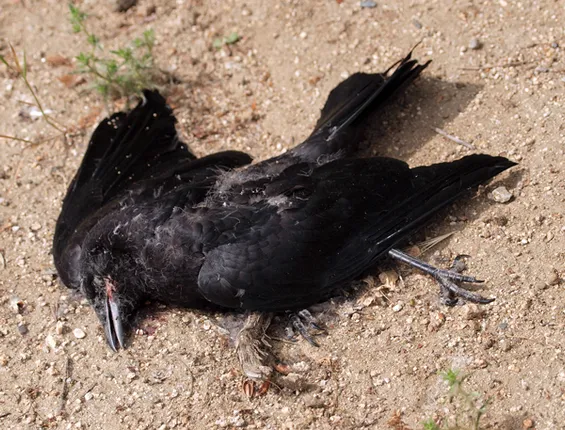 ପାରାଦୀପରେ ବାର୍ଡ-ଫ୍ଲୁ!