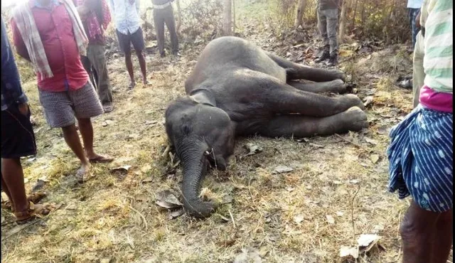 କଟକ: ମାଈ ହାତୀର ମୃତଦେହ ଜବତ