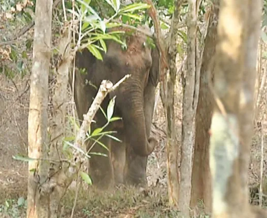 ସହର ଛାଡ଼ିଲା ଦନ୍ତା: ଆଜି ଖୋଲା ରହିବ ଜୟଦେବ ବାଟିକା