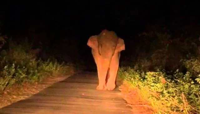 କୁଜିମହଲରେ ମାକ୍‌ନା : ମାରିବାକୁ ମଇଁଷି ଖୋଜୁଛି