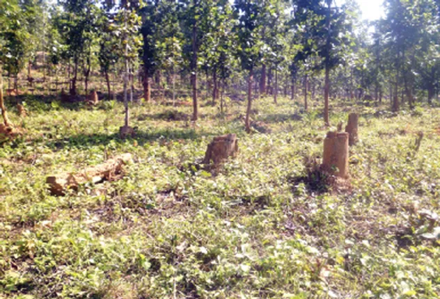 ସରଣ୍ଡା ଜଙ୍ଗଲରେ ଅବାଧ ଗଛକଟା