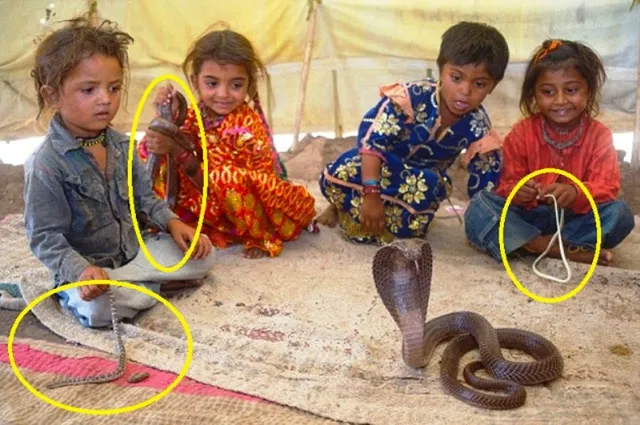 ଏହି ଗାଁରେ ସାପ ସହ ଏକାଠି ରହିଥାନ୍ତି ଗ୍ରାମବାସୀ,ପିଲାଙ୍କ ଖେଳନା ସାପ