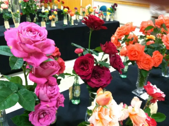 ପ୍ରଦର୍ଶିତ ହେଲା ୨୬୦ ପ୍ରକାର ଗୋଲାପ