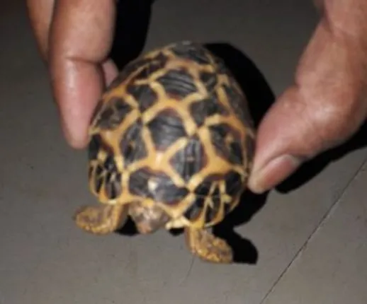 ଭୁବନେଶ୍ୱର ଦେଇ ଯାଇଥାନ୍ତା ବାଂଲାଦେଶ: ବିଜୟଓ୍ଵାଡା ଷ୍ଟେସନ୍‌ରୁ ୪୦୬ଟି ବିରଳ କଇଁଛ ଉଦ୍ଧାର