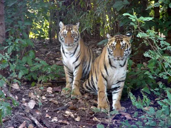 ସାତକୋଶିଆ ବ୍ୟାଘ୍ର ଅଭୟାରଣ୍ୟକୁ ଆସିବ ୨ ଯୋଡ଼ା ବାଘ