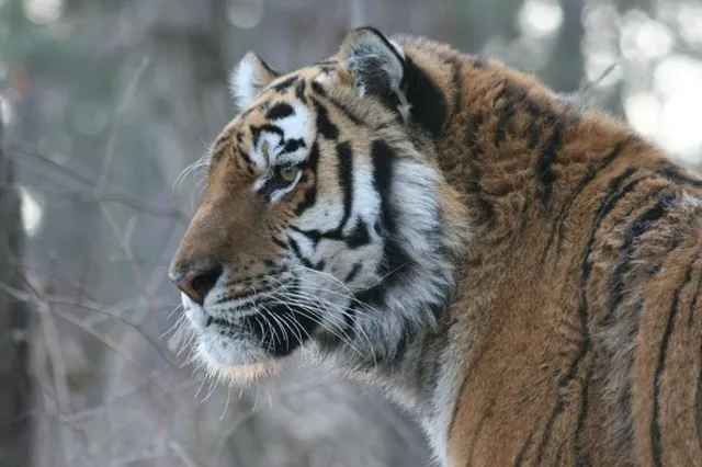 କବିସୂର୍ଯ୍ୟନଗରରେ ବାଘ ଆତଙ୍କ!