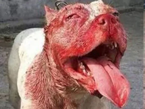 ନବଜାତ ଶିଶୁକୁ ଖଣ୍ଡଖଣ୍ଡ କରି ଖାଇବା ପରେ ମୁଣ୍ଡକୁ ଧରି ହସ୍‌ପିଟାଲ ପରିସରରେ ବୁଲୁଥିଲା କୁକୁର