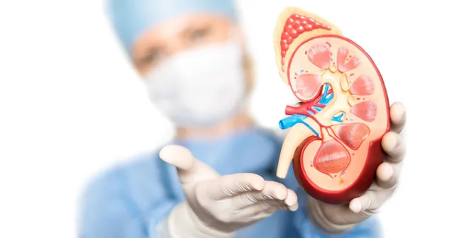 ବୃକ୍କ ପଥର ସମସ୍ୟାରୁ ମୁକ୍ତି ପାଇବା ପାଇଁ ଜାଣନ୍ତୁ କେତେଟି ଜରୁରୀ କଥା