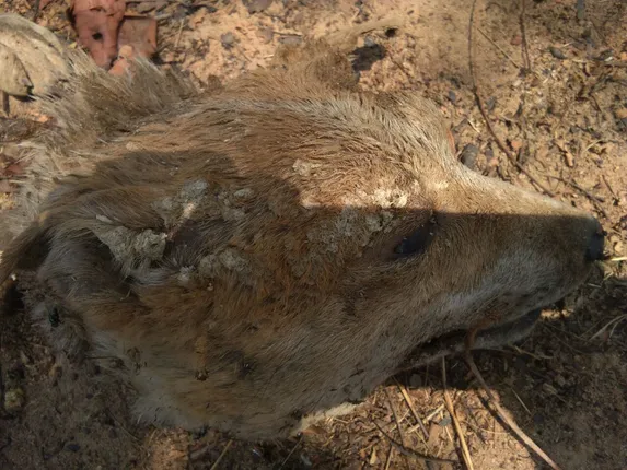 ବାର୍‌ହା ମାଂସ ଭାବି କୁକୁର ମାଂସ ଖାଇଲେ ଲୋକେ!