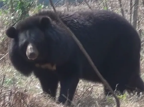 ଶମ୍ଭୁ ଖାଉନି, ବାଙ୍କୀ ଆଇସିୟୁରେ