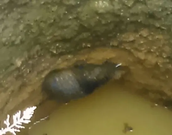 କୂଅରୁ ଗାଡ଼ଭାଲୁ ଉଦ୍ଧାର