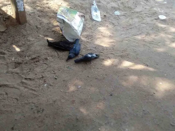 ବାହାଡ଼ା-ବାଇଗୁଣିଆ ଛକରେ କାଉ ମଡ଼କ