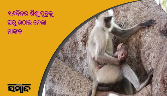 ୧୬ଦିନର ଶିଶୁ ପୁତ୍ରକୁ ଘରୁ ଉଠାଇ ନେଲା ମାଙ୍କଡ଼, ପ୍ରଭୁ ହନୁମାନଙ୍କ ପାଖରେ ଅଧିଆ ପଡ଼ିଲେ ବାପା ମାଆ 