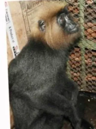 ୩ ଘଣ୍ଟା କସରତ ପରେ ଧରାପଡ଼ିଲେ