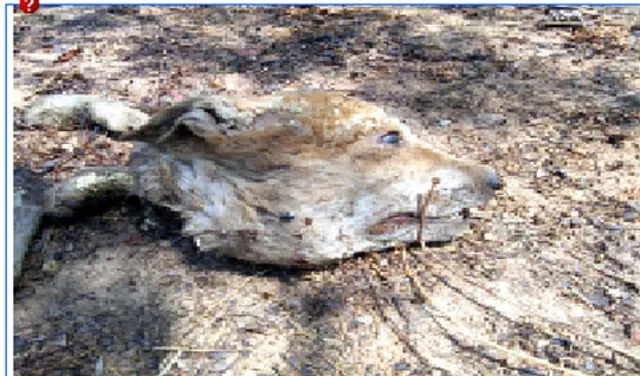 ବାରହା ମାଂସ ଭାବି ଖାଇଗଲେ କୁକୁର!