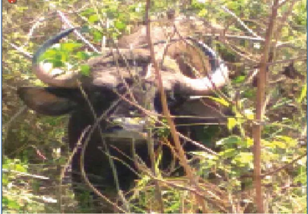 ରାଜପଥ କଡ଼ରେ ବଣ ମଇଁଷି