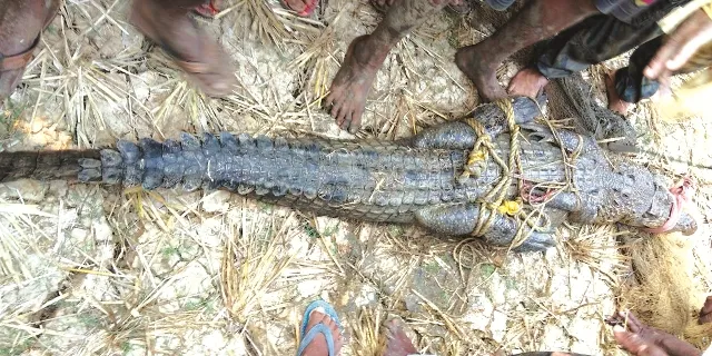 ଚିଙ୍ଗୁଡ଼ିଘେରିରୁ କୁମ୍ଭୀର ଉଦ୍ଧାର