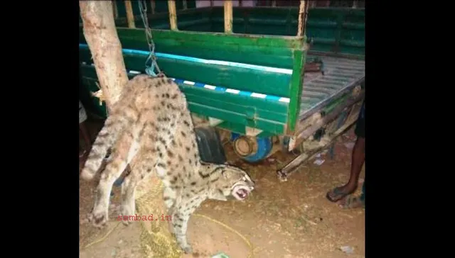 ଖୋର୍ଦ୍ଧା: ବନବିଭାଗ ଆସିଲା ନାହିଁ, ଖଳାବାଡ଼ିରେ ପଶିଥିବା କଲରାପତରିଆ ବାଘକୁ ପିଟିପିଟି ମାରିଦେଲେ ଲୋକେ