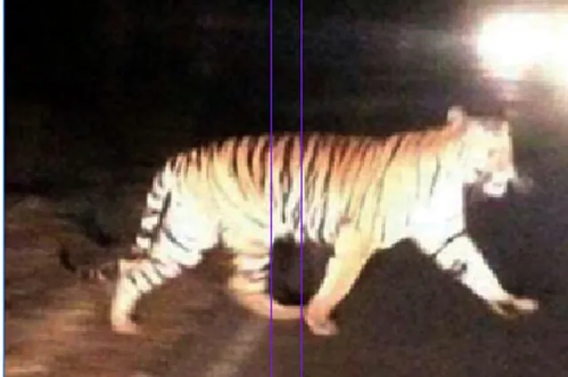 ମାଲକାନଗିରିରେ ମହାବଳ!:ଖବରରେ ସତ୍ୟତା ନାହିଁ: ଡିଏଫଓ