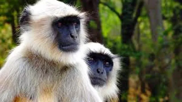 ମାଙ୍କଡ଼ କାମୁଡ଼ା‌‌ରେ ୬ ଆହତ