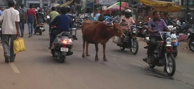 ନୟାଗଡ଼ ସହରରେ ବୁଲା ଗାଈଗୋରୁଙ୍କ ଦୌରାତ୍ମ୍ୟ