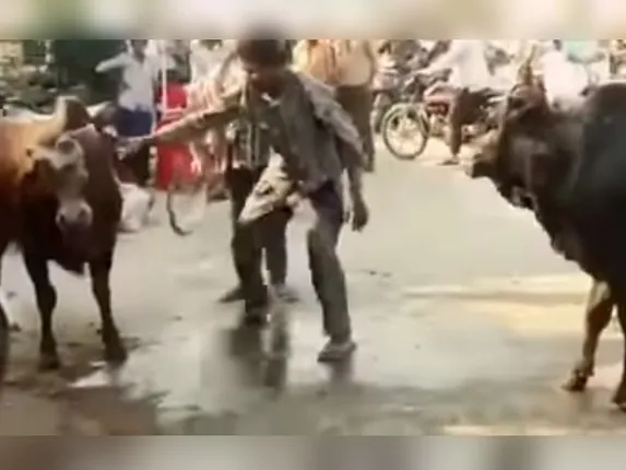 ମଦନିଶାରେ ଦୁଇଟି ଷଣ୍ଢ ଲଢ଼େଇକୁ ଅଟକାଇବାକୁ ଚେଷ୍ଟା କରୁଥିଲେ ଯୁବକ, ତା’ପରେ କ’ଣ ହେଲା ଦେଖନ୍ତୁ ଭିଡିଓରେ