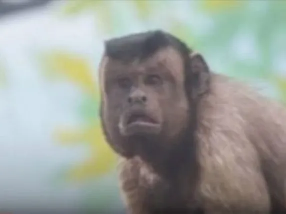 ଏମିତି ଏକ ମାଙ୍କଡ ଯିଏକି ଦେଖିବାକୁ ଅବିକଳ ମଣିଷ ଭଳି