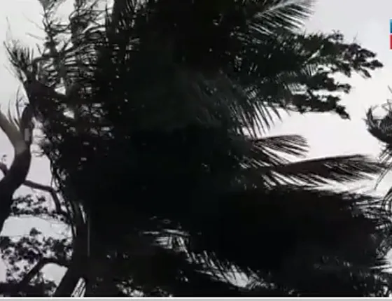 ଅସ୍ତରଙ୍ଗ: କାଳବୈଶାଖୀର ତାଣ୍ଡବରେ ୧୦୦ବର୍ଷ ପୁୁରୁଣା ବରଗଛ ଉପୁଡ଼ିବା ସହିତ ଲକ୍ଷାଧିକ ଟଙ୍କାର ପାନବରଜ ନଷ୍ଟ