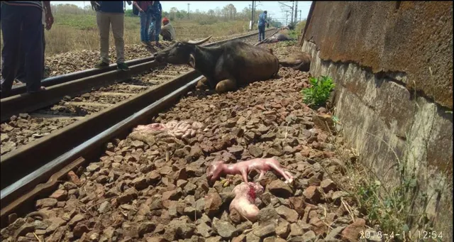 ମାଲବାହୀ ଟ୍ରେନ୍‌ରେ କଟି ୧୦ ମଇଁଷି ମୃତ