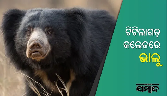 ଟିଟିଲାଗଡ଼: ଡିିଏଭି କଲେଜ ପରିସରରେ ଭାଲୁ