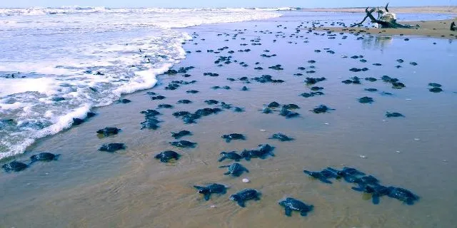 ସମୁଦ୍ରକୁ ଗଲେ ୨୫ ଲକ୍ଷ କଇଁଛ ଶାବକ, ଅଧିକ ସଂଖ୍ୟକ ଅଣ୍ଡା ନଷ୍ଟ