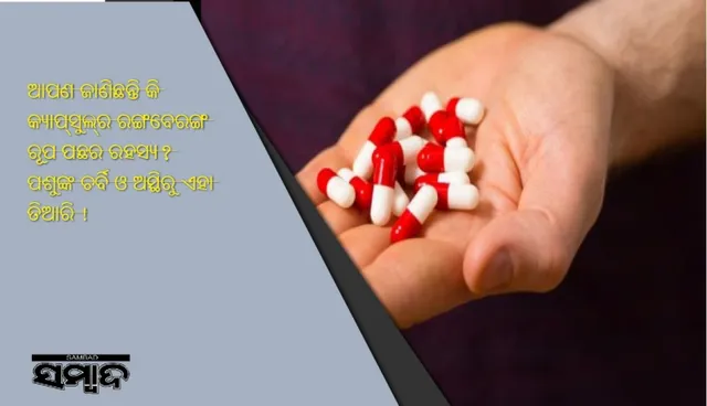 ଆପଣ ଜାଣିଛନ୍ତି କି କ୍ୟାପ୍‌ସୁଲ୍‌ର ରଙ୍ଗବେରଙ୍ଗ ରୂପ ପଛର ରହସ୍ୟ? ପଶୁଙ୍କ ଚର୍ବି ଓ ଅସ୍ଥିରୁ ଏହା ତିଆରି !