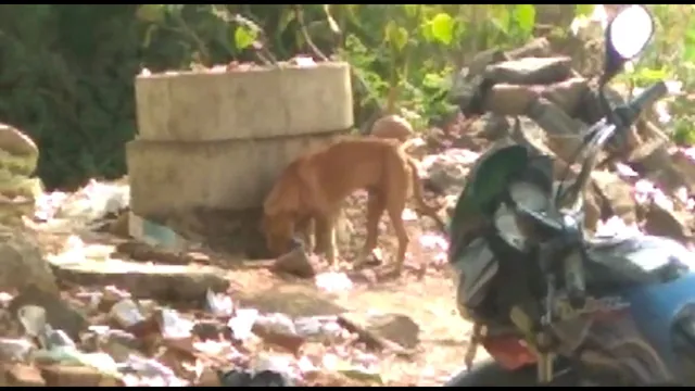 ନୟାଗଡରେ ମୃତ ନବଜାତ ଶିଶୁକୁ ଝୁଣି ଖାଇ ଗଲା କୁକୁର