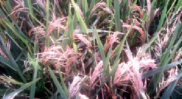 ଟଣ୍ଟିକଟା ପୋକ ଆତଙ୍କ