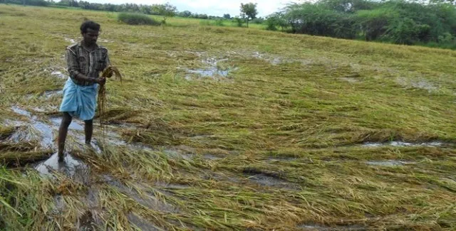 ଫସଲ ବୀମା ମିଳିବ କେବେ? 