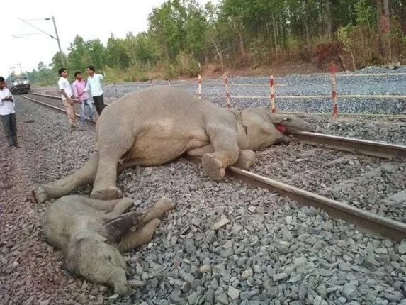 ଟ୍ରେନ୍‌ ଧକ୍କାରେ ୪ ହାତୀଙ୍କ ମୃତ୍ୟୁ ଘଟଣା : ୩ ଫରେଷ୍ଟର, ଜଣେ ଗାର୍ଡ ନିଲମ୍ବିତ