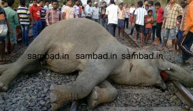 ଟ୍ରେନ୍‌ ଧକ୍କାରେ ୪ ହାତୀଙ୍କ ମୃତ୍ୟୁ ଘଟଣା : ବାଗଡିହି ରେଞ୍ଜର ନିଲମ୍ବିତ