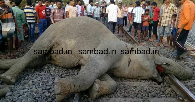 ଲଇକେରା: ଟ୍ରେନ୍‌ରେ କଟି ୪ ହାତୀଙ୍କ ମୃତ୍ୟୁ