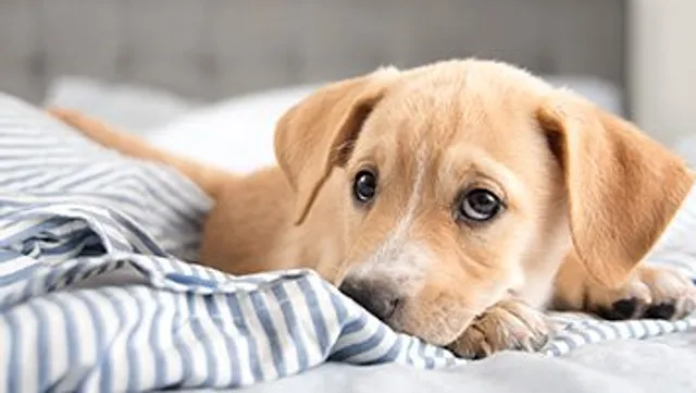 କୁକୁର ରଖିବାକୁ ଲାଇସେନ୍ସ!