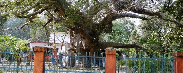 ସମୁଦ୍ର ମନ୍ଥନରୁ ମିଳିଥିବା ପାରିଜାତ ବୃକ୍ଷ ଏବେ ବି ଭାରତରେ ରହିଛି