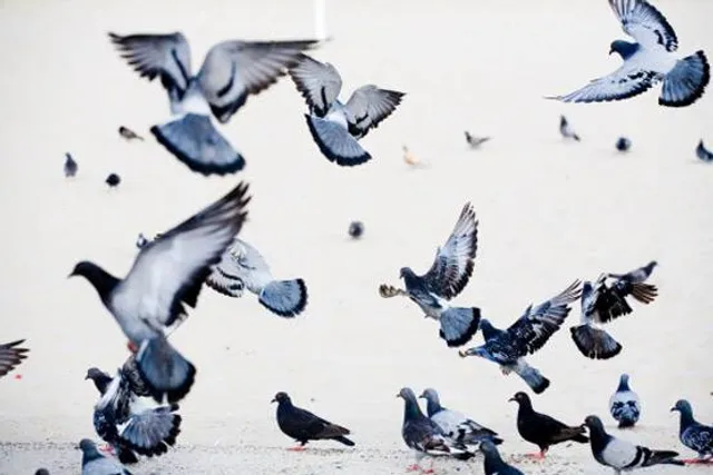 ଆକାଶରୁ ହଠାତ୍‌ କାହିଁକି ଖସି ପଡ଼ୁଛି ପକ୍ଷୀଙ୍କ ମୃତଦେହ ଜାଣନ୍ତୁ!